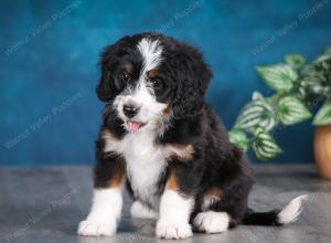 tri-colored female mini bernedoodle near Chicago Illinois