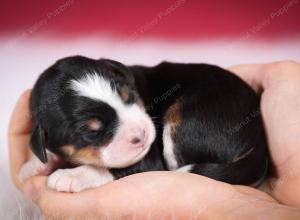 tri-colored female mini bernedoodle near Chicago Illinois