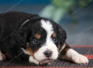 tri-colored female mini bernedoodle near Chicago Illinois