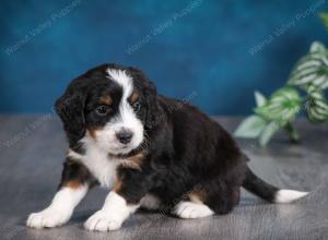 tri-colored female mini bernedoodle near Chicago Illinois