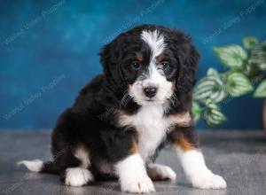 tri-colored female mini bernedoodle near Chicago Illinois