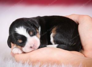 tri-colored female mini bernedoodle near Chicago Illinois