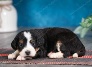 tri-colored female mini bernedoodle near Chicago Illinois