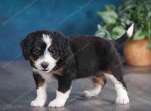 tri-colored female mini bernedoodle near Chicago Illinois