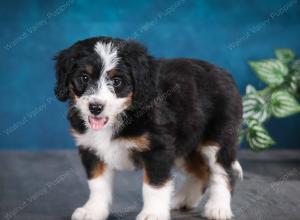 tri-colored female mini bernedoodle near Chicago Illinois