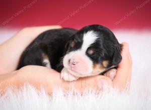 tri-colored female mini bernedoodle near Chicago Illinois