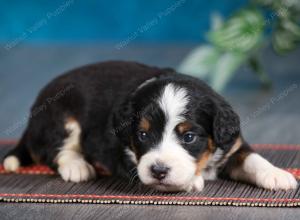 tri-colored female mini bernedoodle near Chicago Illinois