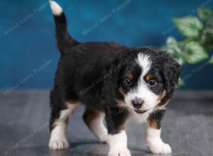 tri-colored female mini bernedoodle near Chicago Illinois