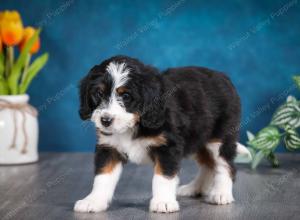 tri-colored female mini bernedoodle near Chicago Illinois