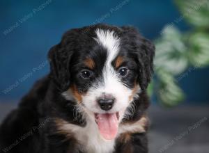 tri-colored female mini bernedoodle near Chicago Illinois