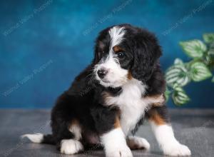 tri-colored female mini bernedoodle near Chicago Illinois