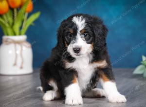 tri-colored female mini bernedoodle near Chicago Illinois