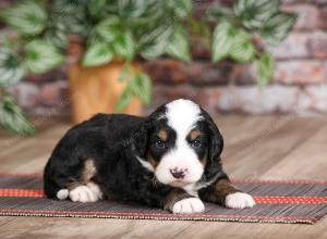 male mini bernedoodle near Chicago Illinois