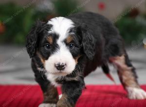 male mini bernedoodle near Chicago Illinois