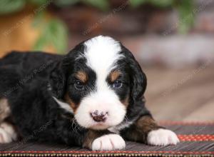 male mini bernedoodle near Chicago Illinois