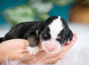 male mini bernedoodle near Chicago Illinois