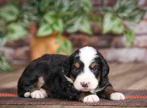 male mini bernedoodle near Chicago Illinois