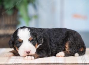 Mini bernedoodle near Chicago Illinois 