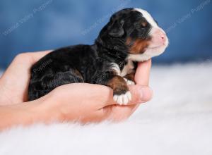 Mini bernedoodle near Chicago Illinois 