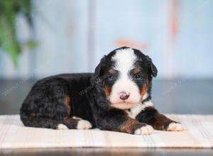 Mini bernedoodle near Chicago Illinois 