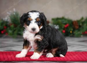 female mini bernedoodle near Chicago Illinois