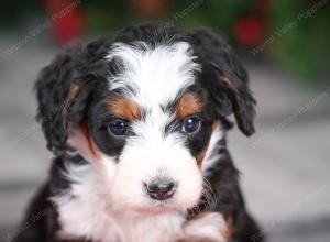 female mini bernedoodle near Chicago Illinois