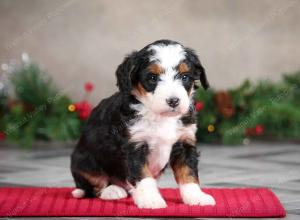 female mini bernedoodle near Chicago Illinois