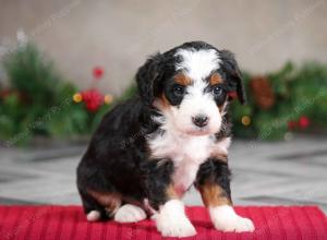 female mini bernedoodle near Chicago Illinois