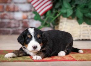 tri-colored male mini bernedoodle near Chicago Illinois