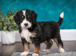 tri-colored male mini bernedoodle near Chicago Illinois