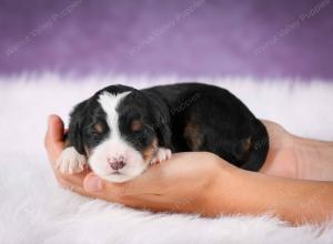 tri-colored male mini bernedoodle near Chicago Illinois