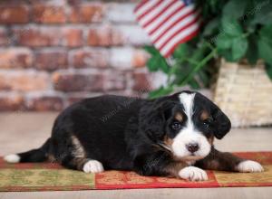 tri-colored male mini bernedoodle near Chicago Illinois