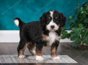 tri-colored male mini bernedoodle near Chicago Illinois