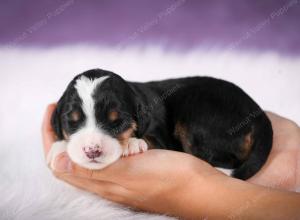 tri-colored male mini bernedoodle near Chicago Illinois