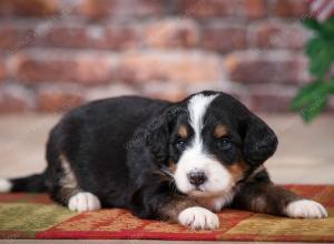 tri-colored male mini bernedoodle near Chicago Illinois