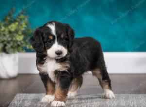 tri-colored male mini bernedoodle near Chicago Illinois