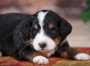 tri-colored male mini bernedoodle near Chicago Illinois