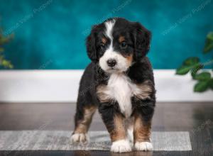 tri-colored male mini bernedoodle near Chicago Illinois