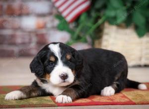 tri-colored male mini bernedoodle near Chicago Illinois