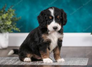 tri-colored male mini bernedoodle near Chicago Illinois