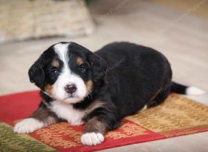 tri-colored male mini bernedoodle near Chicago Illinois