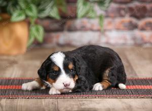 male mini bernedoodle near Chicago Illinois