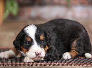 male mini bernedoodle near Chicago Illinois