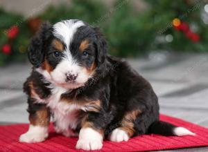 male mini bernedoodle near Chicago Illinois