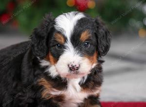 male mini bernedoodle near Chicago Illinois