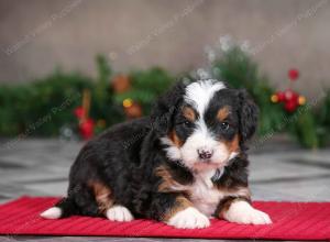 male mini bernedoodle near Chicago Illinois