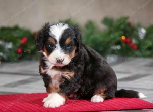 male mini bernedoodle near Chicago Illinois