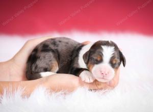 Blue merle female mini bernedoodle near Chicago Illinois