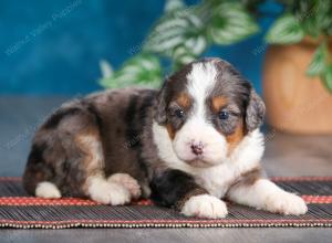 Blue merle female mini bernedoodle near Chicago Illinois