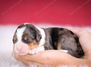 Blue merle female mini bernedoodle near Chicago Illinois